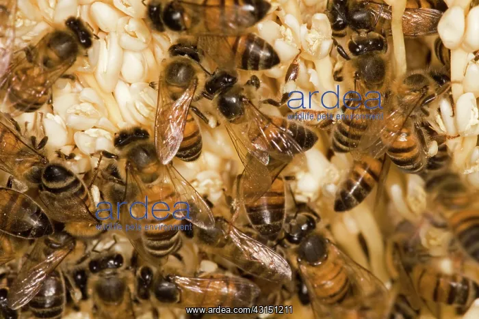: Date Palm Tree flowers and bees : Date Palm Tree flowers and bees