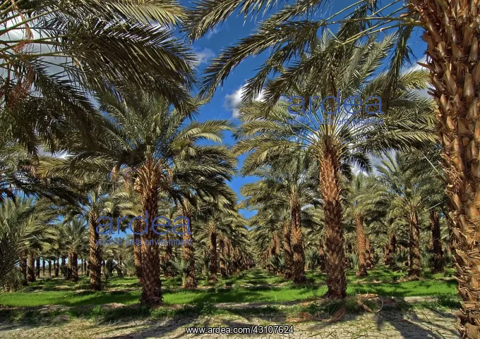 : Date Palm Trees : Date Palm Trees