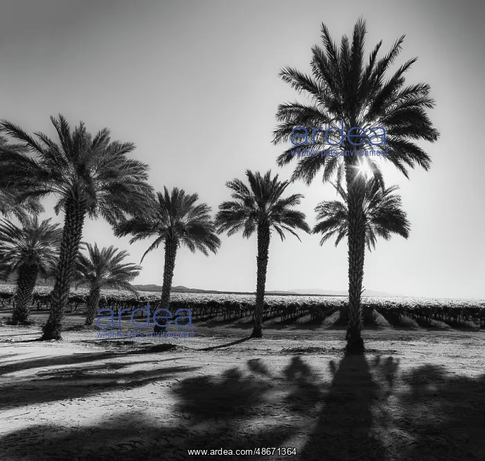 : Date Palms, California : Date Palms, California