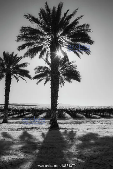 : Date Palms, California : Date Palms, California