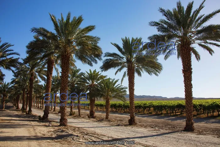 : Date Palms, California : Date Palms, California