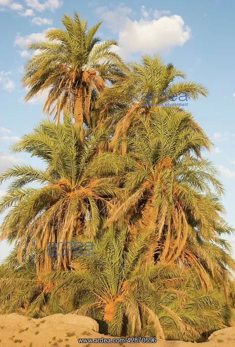 : Date Palms - with dates in the palmeries around Rissani : Date Palms - with dates in the palmeries around Rissani