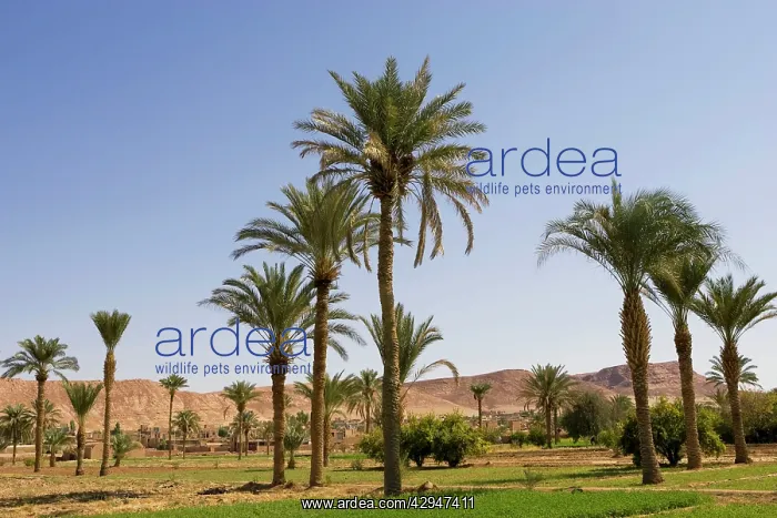  : Date palms growing in cultivated fields, Iran