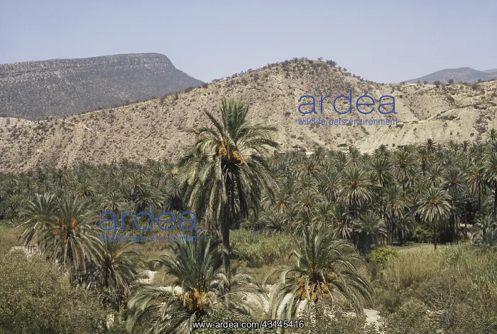 : Date Palms in Morocco : Date Palms in Morocco