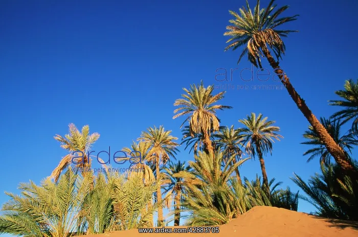 : DATE PALMS - in a true desert setting at the palmery : DATE PALMS - in a true desert setting at the palmery