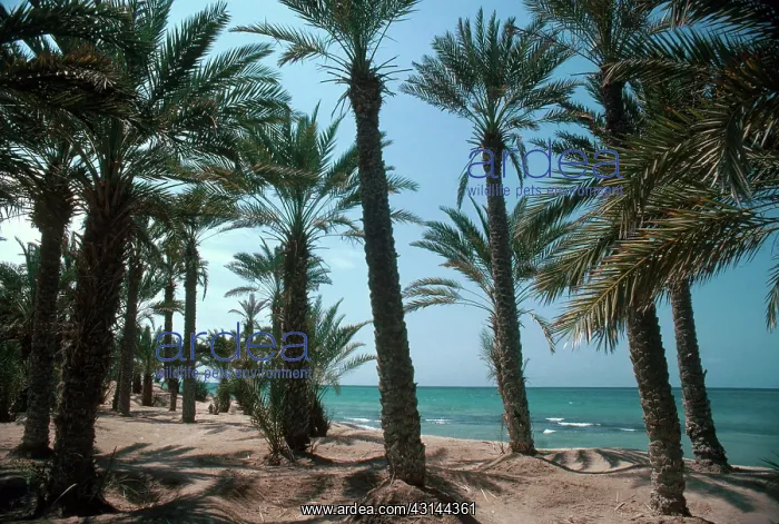 : Date Palms in Yemen : Date Palms in Yemen