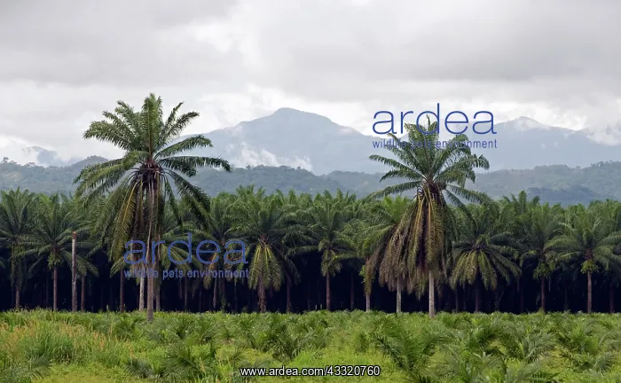 : Date plantation : Date plantation