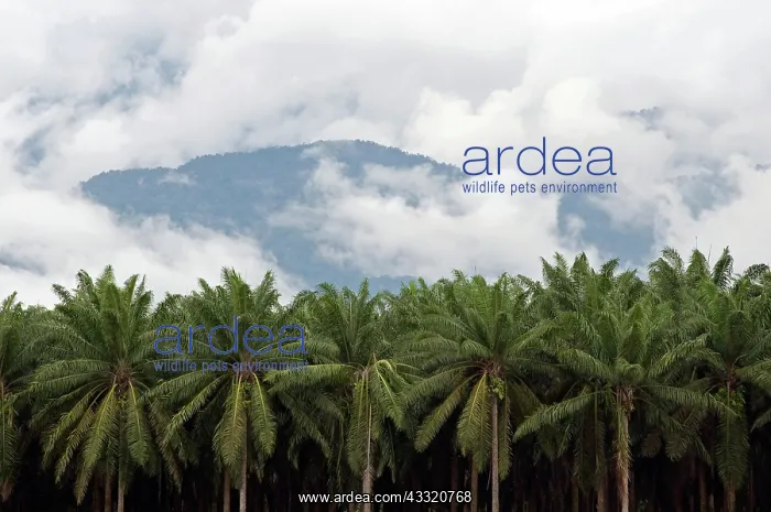 : Date plantation : Date plantation