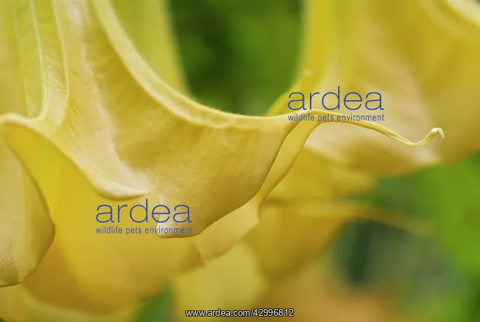 : Datura, Angels trumpets, Brugmansia : Datura, Angels trumpets, Brugmansia