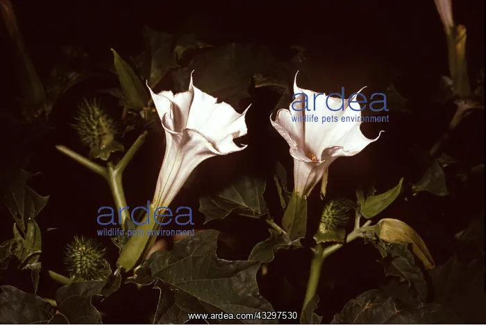 : DATURA / THORN APPLE - blossom opens at dusk : DATURA / THORN APPLE - blossom opens at dusk