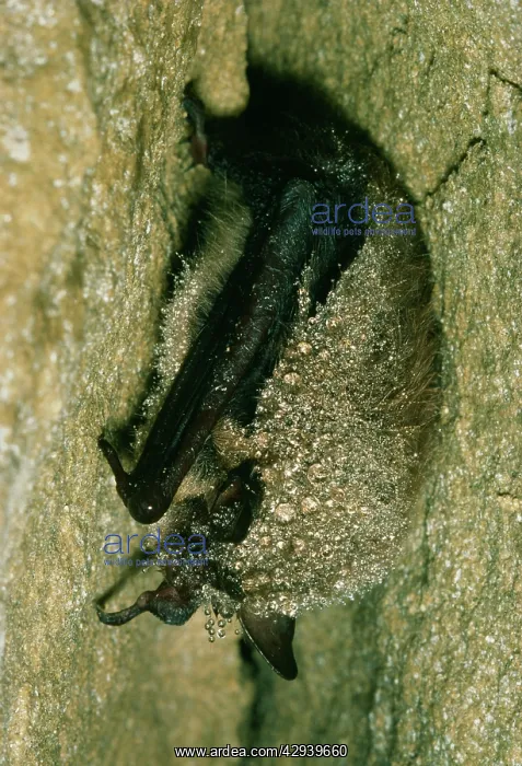 : DaubentonIs BAT - hibernating showing dew on fur : DaubentonIs BAT - hibernating showing dew on fur