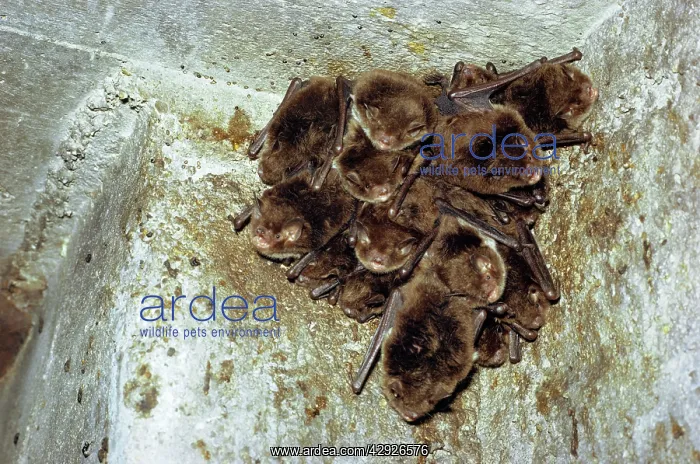 : Daubenton's Bat : Daubenton's Bat