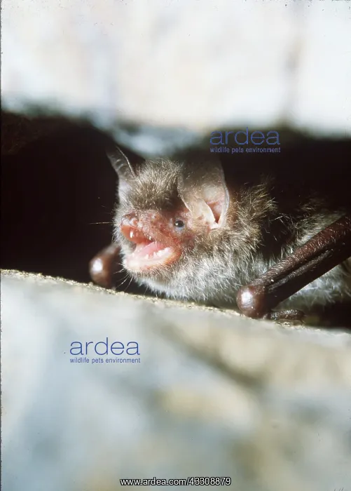 : Daubenton's BAT - calling : Daubenton's BAT - calling