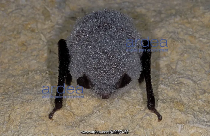 : Daubenton's Bat - with dew - hibernation at cave : Daubenton's Bat - with dew - hibernation at cave