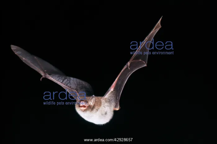 : Daubenton's Bat - in flight : Daubenton's Bat - in flight