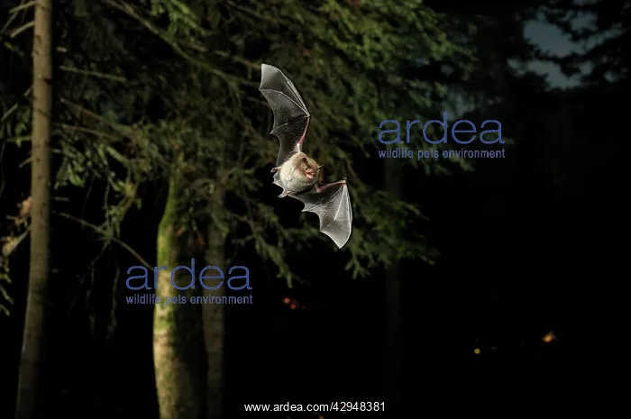 : Daubenton's Bat - in flight : Daubenton's Bat - in flight