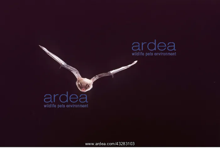: Daubenton's BAT - in flight : Daubenton's BAT - in flight