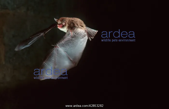 : Daubenton's Bat in flight in cave : Daubenton's Bat in flight in cave