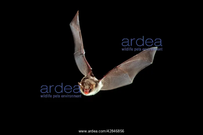 : Daubenton's Bat - in flight at night : Daubenton's Bat - in flight at night