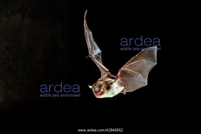  : Daubenton's Bat - in flight at night