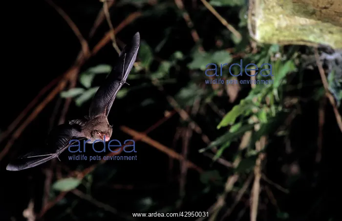 : Daubenton's bat flying into a cave (old iron mine) : Daubenton's bat flying into a cave (old iron mine)