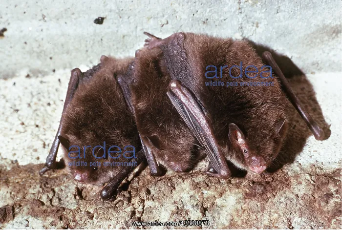 : Daubenton's BAT - X3 at roost : Daubenton's BAT - X3 at roost