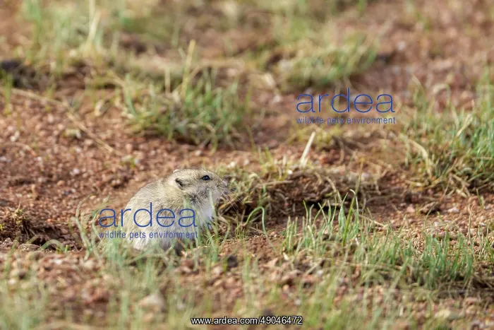 : Daurian ground squirrel : Daurian ground squirrel