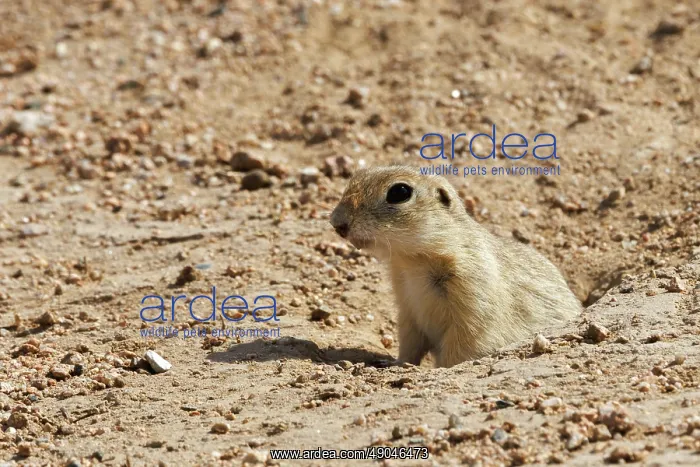 : Daurian ground squirrel : Daurian ground squirrel