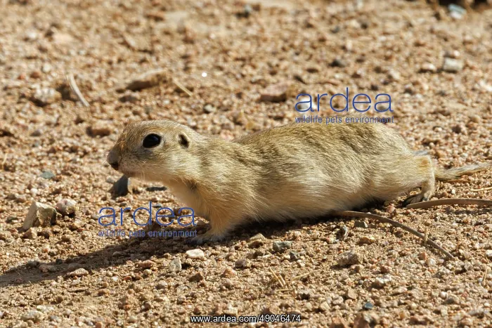 : Daurian ground squirrel : Daurian ground squirrel