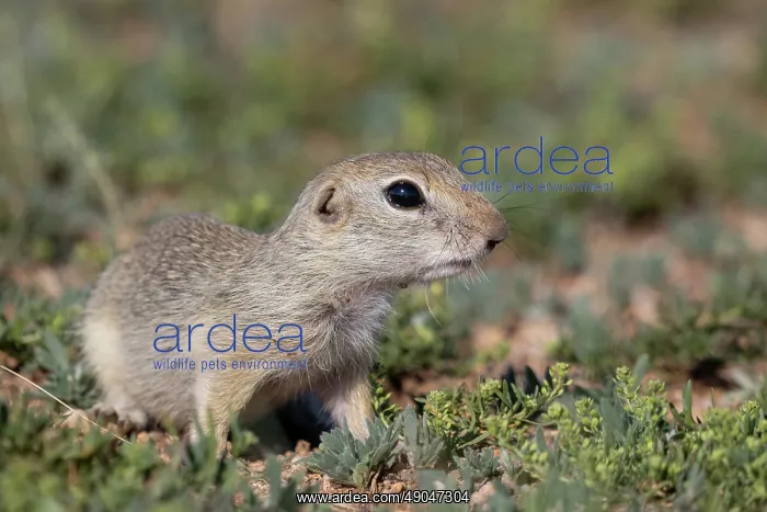 : Daurian ground squirrel : Daurian ground squirrel
