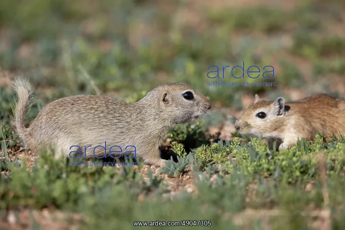 : Daurian ground squirrel : Daurian ground squirrel