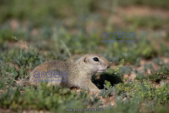 : Daurian ground squirrel : Daurian ground squirrel