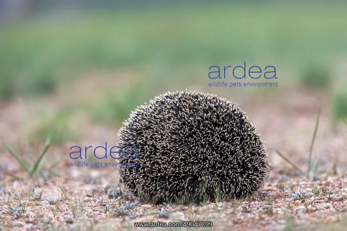 : Daurian Hedgehog : Daurian Hedgehog