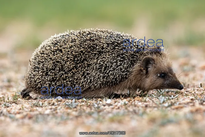 : Daurian Hedgehog : Daurian Hedgehog