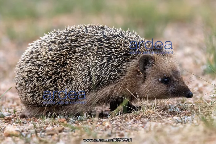 : Daurian Hedgehog : Daurian Hedgehog