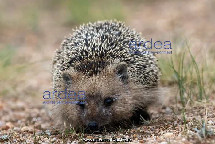 : Daurian Hedgehog : Daurian Hedgehog