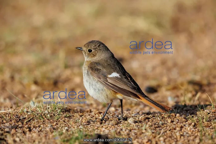  : Daurian redstart