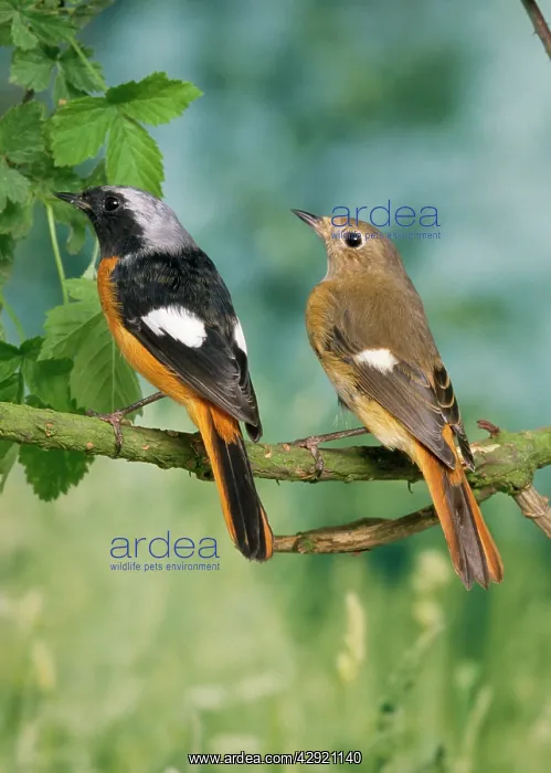 : Daurian Redstart - pair : Daurian Redstart - pair