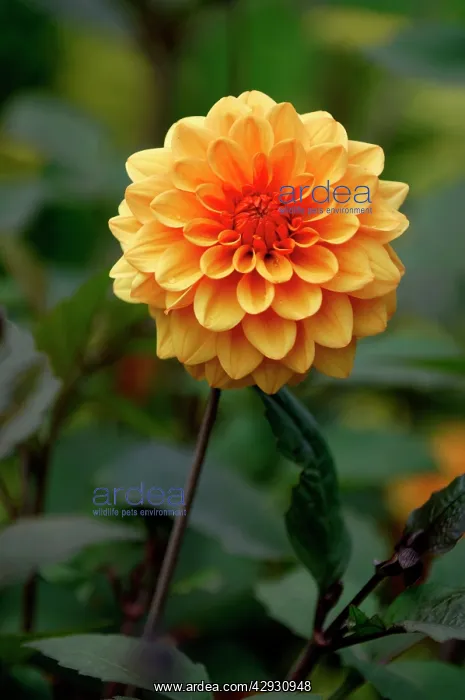  : David Howard - This Dahlia is of the waterlily