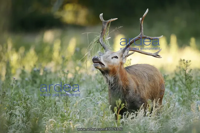 : David's deer or milu (Elaphurus davidianus) : David's deer or milu (Elaphurus davidianus)