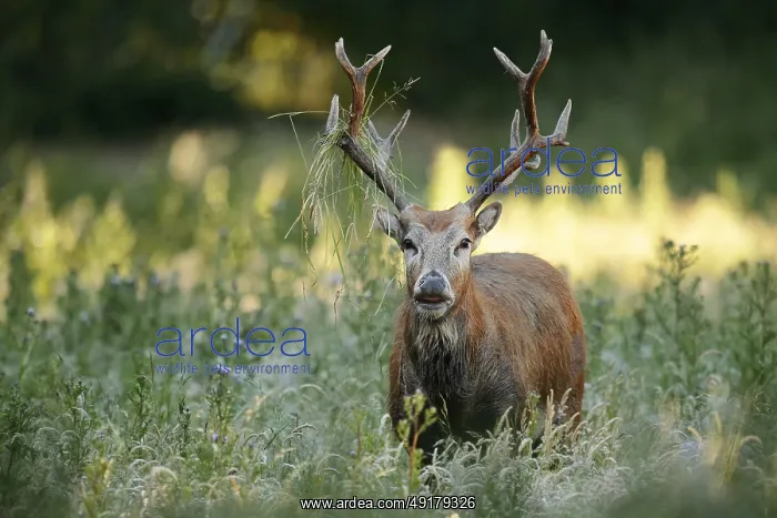 : David's deer or milu (Elaphurus davidianus) : David's deer or milu (Elaphurus davidianus)