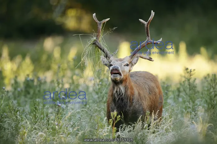 : David's deer or milu (Elaphurus davidianus) : David's deer or milu (Elaphurus davidianus)