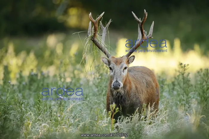 : David's deer or milu (Elaphurus davidianus) : David's deer or milu (Elaphurus davidianus)