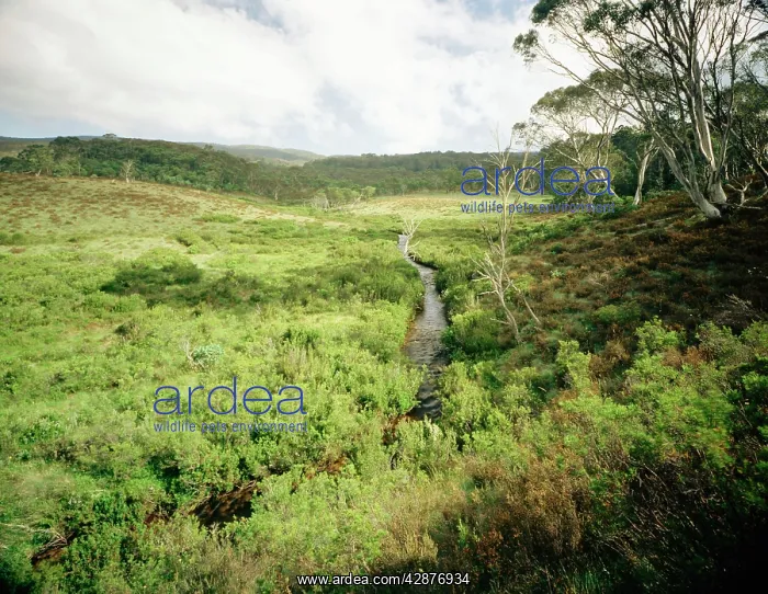 : Davies Plain Creek Alpine National Park : Davies Plain Creek Alpine National Park
