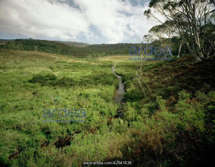 : Davies Plain Creek, Alpine National Park, Victoria : Davies Plain Creek, Alpine National Park, Victoria