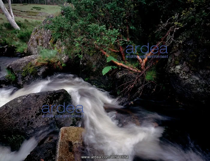 : Davies Plain Creek, in the Indi Wilderness, Alpine : Davies Plain Creek, in the Indi Wilderness, Alpine