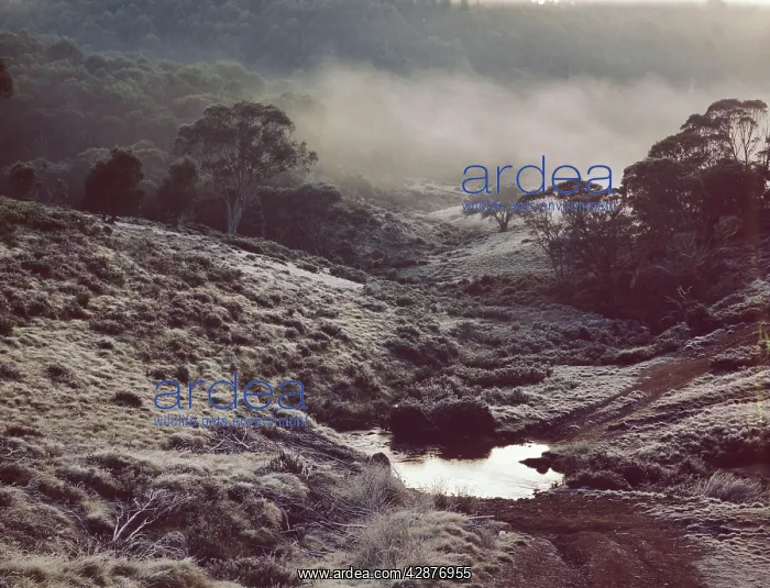 : Davies Plain High Country North East Victoria : Davies Plain High Country North East Victoria