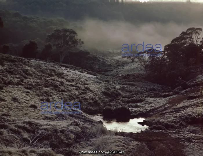  : Davies Plain, High Country, Northeastern Victoria, Australia