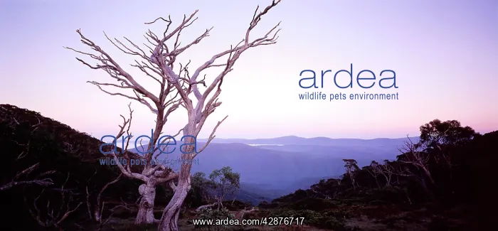 : Davies Plain (Indi Wilderness) - at sunrise : Davies Plain (Indi Wilderness) - at sunrise