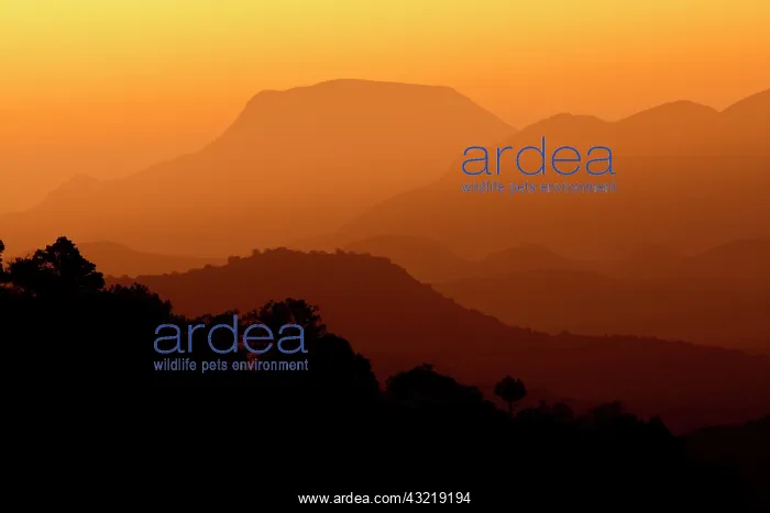 : Davis Mountains at sunrise in west Texas : Davis Mountains at sunrise in west Texas